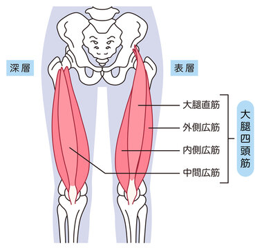 太ももの筋肉　大腿四頭筋