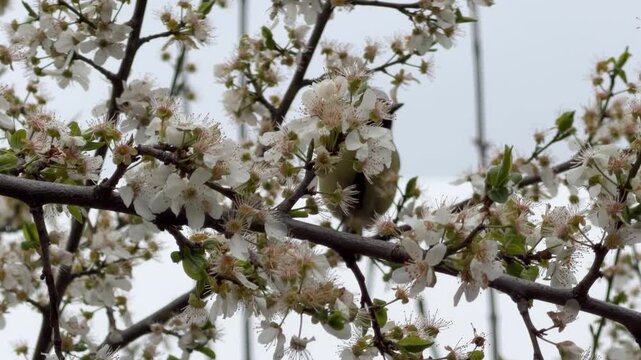 A tiny bird hides among clusters of delicate white flowers. This scene feels gentle, hopeful, and sweet. The soft blossoms surround the bird on a thin branch against a pale spring sky.