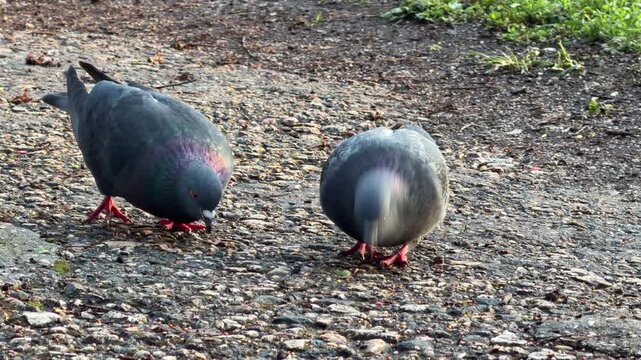 Two iridescent pigeons search for food on a stony ground. The birds look curious and peaceful as they explore their environment. It is a charming and simple moment in nature.