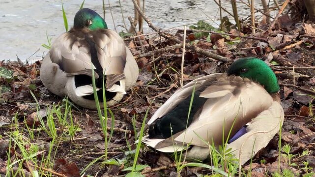 Two beautiful drakes tuck their heads into their feathers while resting on the muddy bank. The scene feels incredibly calm and cozy as they find safety together near the water.