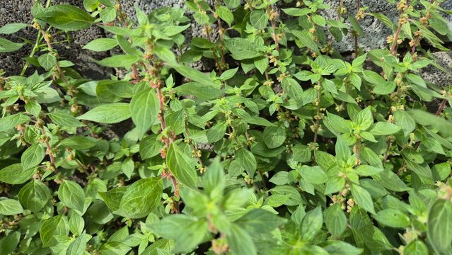 Urban Wild: Sprawling Pellitory-of-the-Wall (Parietaria Judaica) Foliage