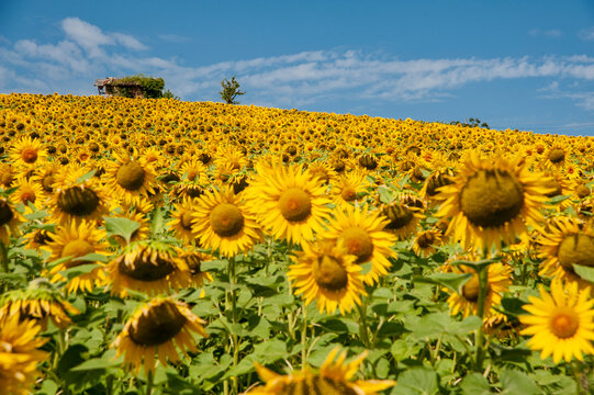 Monferrato, Piemonte, Italia.
Girasole in campo di girasoli. La fioritura dei girasoli, fiori di un giallo brillante nella campagna del Piemonte in Italia.