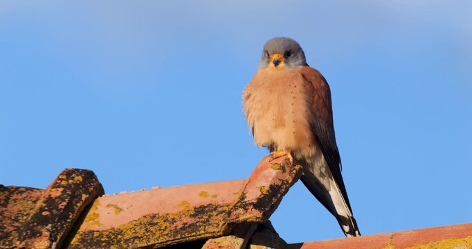 Wildlife - Birds. Common kestrels can be seen in mountains, valleys, forest edges, steppes, agricultural areas, sea coasts and even cities. They usually feed on small mammals such as voles and moles.