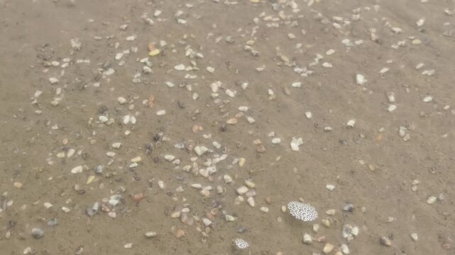Close up of gentle sea waves and white foam flowing over small shells on a sandy shore in India. Useful for travel and nature backgrounds.