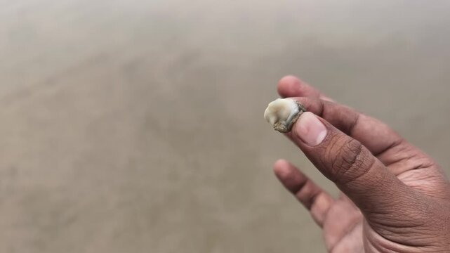 A detailed closeup shot of a hand holding a tiny sea snail shell at a beach in India, showcasing marine life and coastal nature.