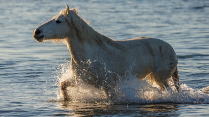 Naklejka premium A Camargue horse emerges from the blue waters of the Mediterranean Sea. France 