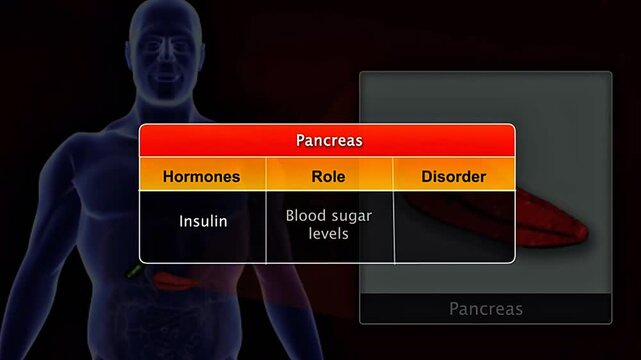 3D animation showing pancreas hormones insulin and glucagon roles and metabolic disorders.