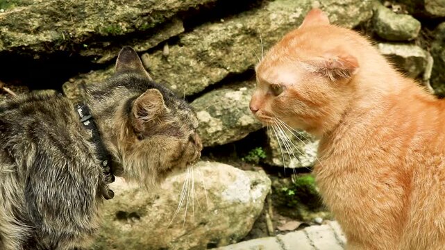 Orange and brown cats fighting in the garden. Two angry cats fighting screaming, scratching and biting each other. Angry cats fighting