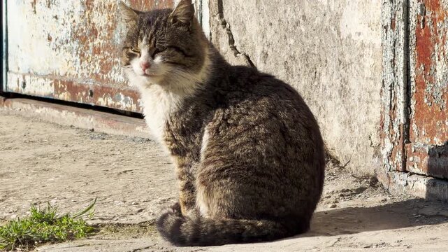 A fluffy tabby cat sits calmly on a concrete surface. The warm morning sun creates a cozy yet watchful feeling against the rustic background. It looks forward with a quiet and steady gaze.