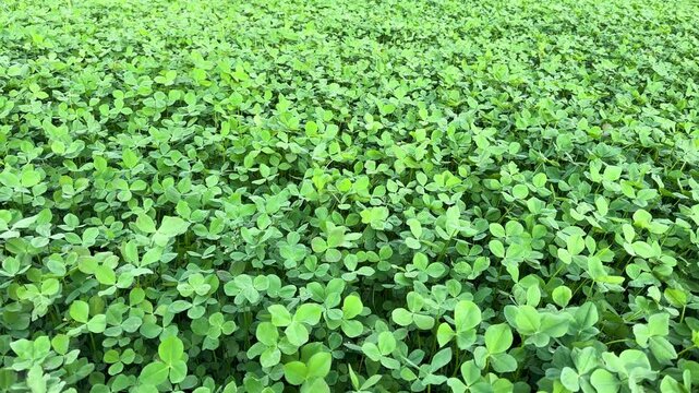 Trifolium Repens Pasture Field in Gentle Wind.