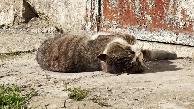 A cozy tabby cat naps on the warm ground. The bright sun creates a feeling of total relaxation and comfort. This quiet moment shows the simple joy of a sleepy afternoon.