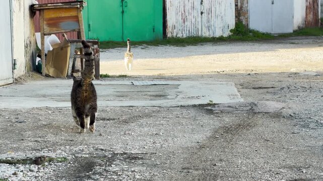 A pair of curious cats explore a gravel path near colorful metal doors. The scene feels quiet and lonely but also warm from the afternoon sun. They wander through the abandoned industrial space.