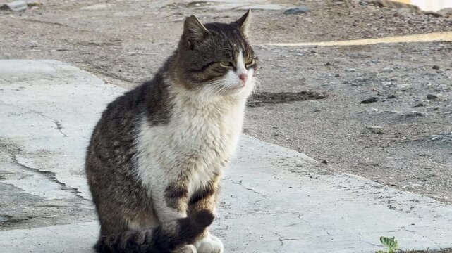 A fluffy tabby cat sits calmly on a stone path. It looks ahead with a curious and focused expression. The quiet outdoor atmosphere creates a sense of peaceful solitude and simple beauty.