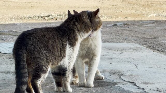 A dark tabby cat and a white-and-brown cat share a tender moment. This sweet scene feels heartwarming and full of friendship. They comfort each other on a simple stone ground under soft light.