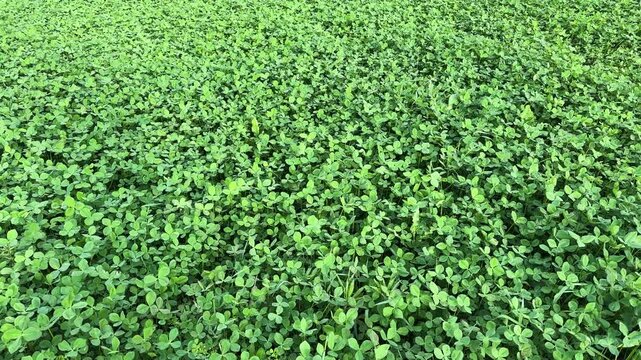 Fresh Clover (Trifolium repens) Leaves Closeup Shot.