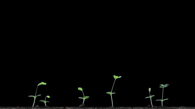 Seeds of Mimosa pudica (touch-me-not) were planted in a rhizobox to study the effects on root growth. Seeds germinated, grew, and developed leaves within 63 days.