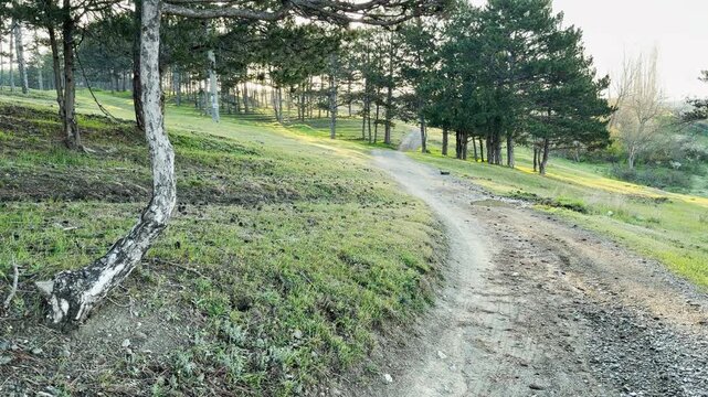 A peaceful dirt road curves through a quiet forest of tall pine trees. The soft morning light creates a calm and inviting feeling as it touches the green grass.