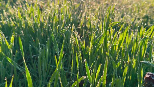 Bright morning sun makes tiny dewdrops sparkle on vibrant blades of grass. This refreshing scene inspires a peaceful, magical feeling as the natural world wakes up.