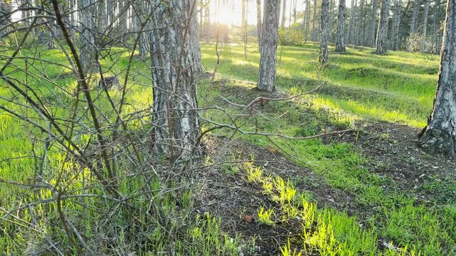 Warm sunlight glows through a quiet pine grove, illuminating the fresh green grass. This serene scene creates a peaceful and hopeful feeling as the day begins in nature.