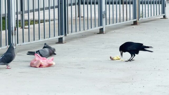 A large black crow and several pigeons gather around leftover food and a plastic bag. This urban scene feels gritty and curious, highlighting the resourceful nature of city wildlife.