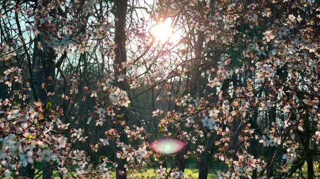 Bright sunlight beams through delicate white flowers on tree branches. This ethereal scene creates a warm, dreamy feeling of peace and renewal in the heart of nature.