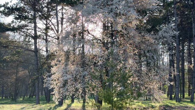 White flowering trees sparkle as golden light filters through a quiet pine forest. The scene evokes a peaceful, ethereal feeling of a fresh spring morning in nature.