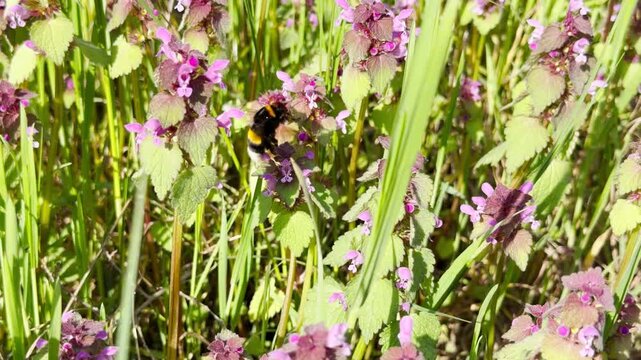 A hardworking bumblebee hops between small purple flowers in the tall green grass. This charming scene feels warm and full of life as nature awakens in the spring sun.