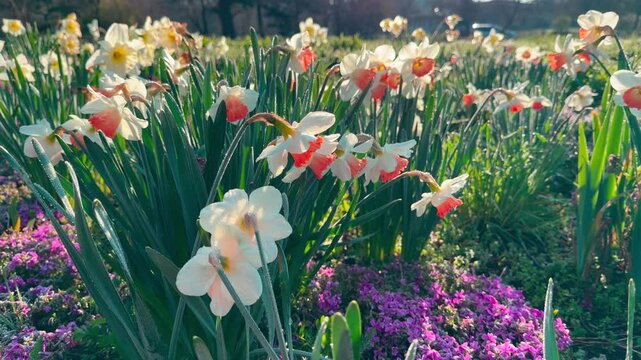 Colorful daffodils sway gently in a sun-drenched garden. This vibrant scene creates a cheerful, hopeful feeling as the warm light welcomes the new season.