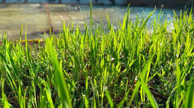 Bright green blades of grass glisten with morning dew by a peaceful river. The warm sunlight creates a fresh and hopeful feeling. It is a quiet and beautiful moment in the heart of nature.