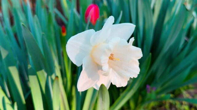 A delicate white daffodil blooms brightly against a backdrop of deep green foliage and a red tulip. This elegant flower inspires a joyful and hopeful feeling of spring renewal.