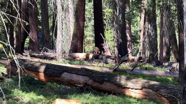 A landscape of a dense, primeval forest, where sunlight filters through the crowns of towering trees, casting shadows upon the forest floor. Sequoia national Forest. General Sherman Tree