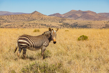 Naklejka premium Mountain Zebra grazing in grassland in Game Reserve