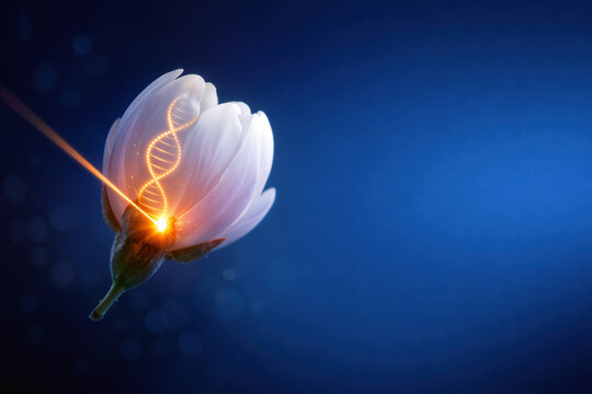 Prenatal base editing concept cherry blossom bud with golden DNA helix and amber editing beam symbolizing CRISPR gene therapy precision medicine genetic correction infant health