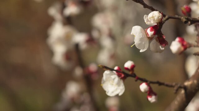 A close-up view of apricot blossom branches in a spring garden, softly lit by natural light. A gentle breeze moves the delicate flowers against a beautifully blurred background. Ideal for relaxation v