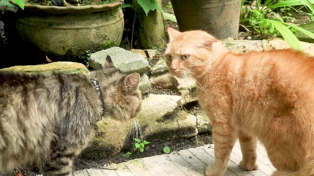 Orange and brown cats fighting in the garden. Two angry cats fighting screaming, scratching and biting each other. Angry cats fighting