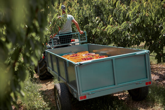 Transporting freshly picked cherries on a tractor trailer.