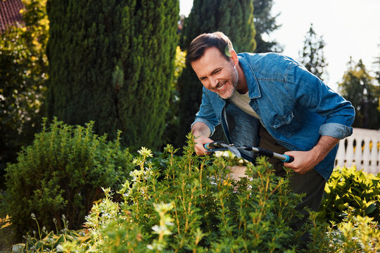 Smiling man pruning hedge with shear in backyard garden outdoors