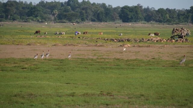 Sarus crane or Grus antigone flock family in natural green background during summer at Buriram, Thailand.