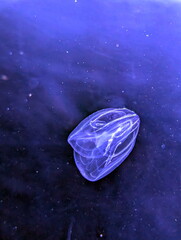 Ethereal Bioluminescent Ctenophore Comb Jelly Underwater Glow © jonnysek