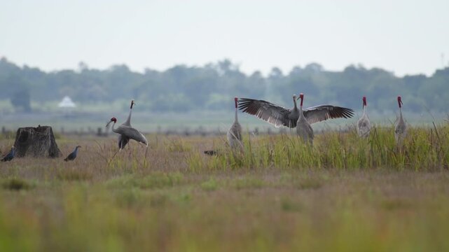 Sarus crane or Grus antigone flock family in natural green background during summer at Buriram, Thailand.