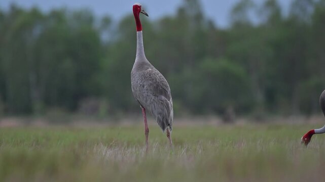 Sarus crane or Grus antigone flock family in natural green background during summer at Buriram, Thailand.