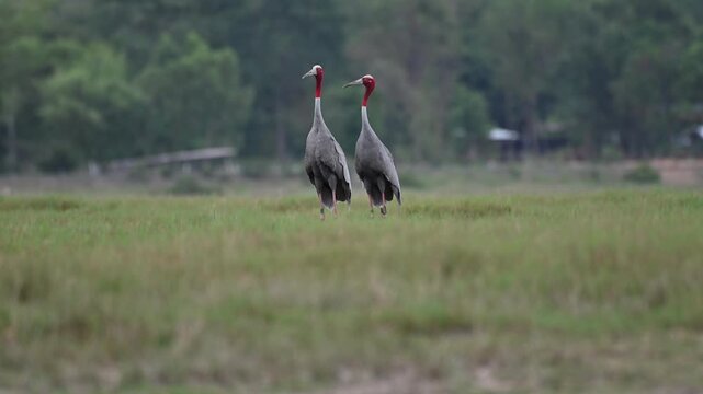 Sarus crane or Grus antigone flock family in natural green background during summer at Buriram, Thailand.