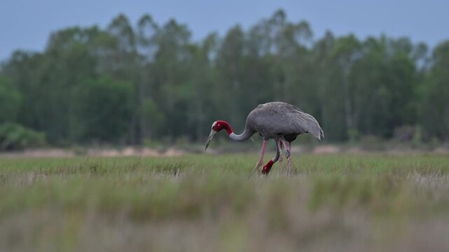 Sarus crane or Grus antigone flock family in natural green background during summer at Buriram, Thailand.