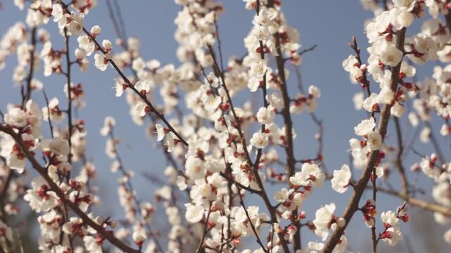 A close-up view of apricot blossom branches in a spring garden, softly lit by natural light. A gentle breeze moves the delicate flowers against a beautifully blurred background. Ideal for relaxation v