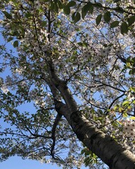 Obraz premium 桜