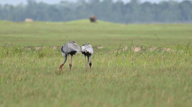Sarus crane or Grus antigone flock family in natural green background during summer at Buriram, Thailand.