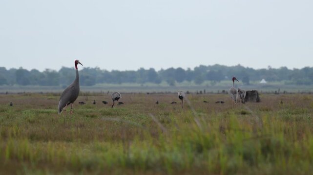 Sarus crane or Grus antigone flock family in natural green background during summer at Buriram, Thailand.