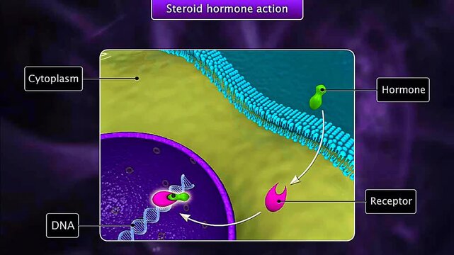Steroid and non steroid hormone action