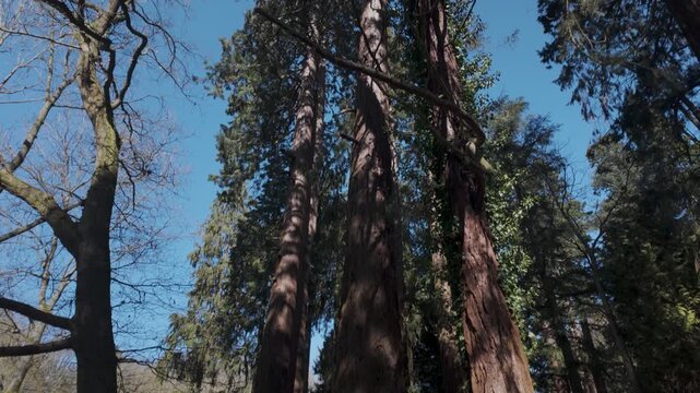 Tall redwood trees viewed from below in sunlit forest
