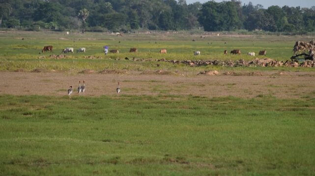 Sarus crane or Grus antigone flock family in natural green background during summer at Buriram, Thailand.